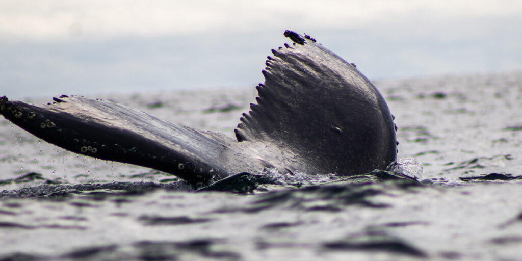 viaje avistamiento ballenas bahia solano