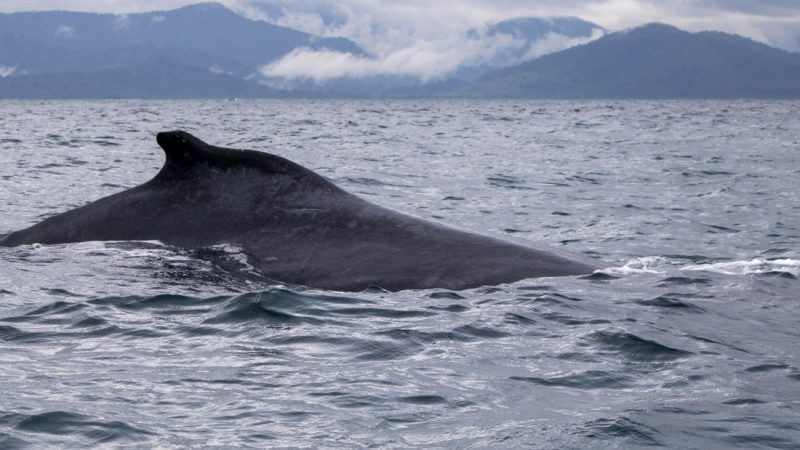viaje avistamiento ballenas bahia solano