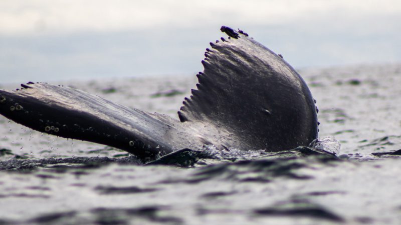 viaje avistamiento ballenas bahia solano