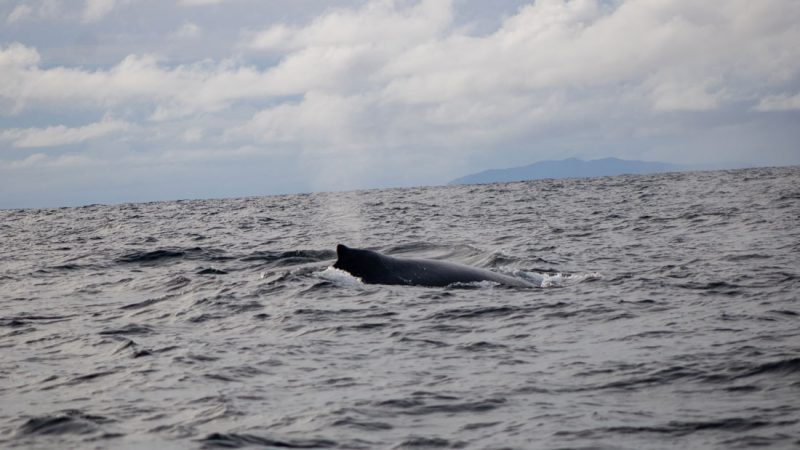 viaje avistamiento ballenas bahia solano