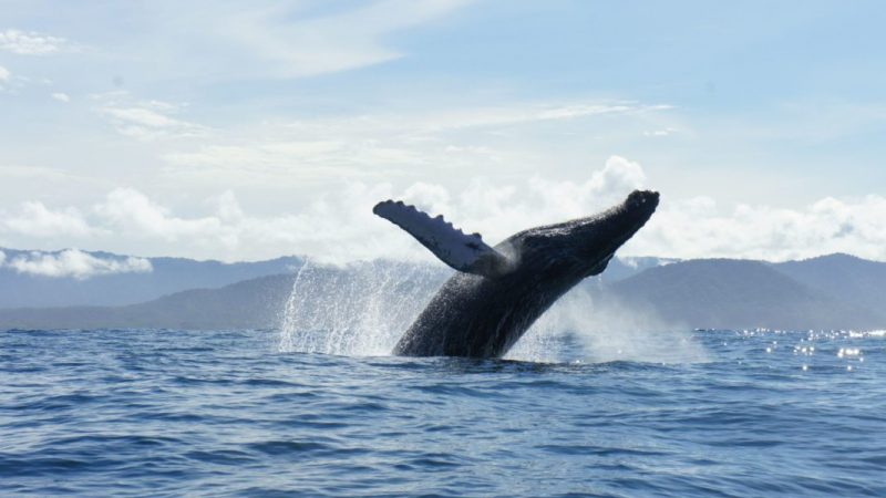 viaje avistamiento ballenas bahia solano